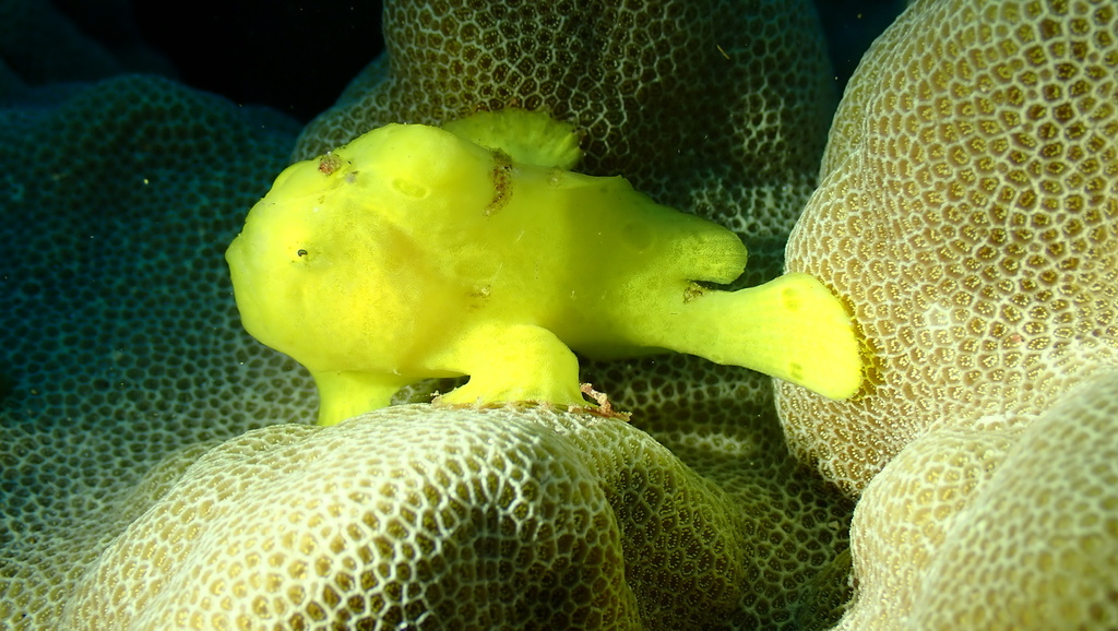 Giant Frogfish
