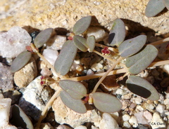 Euphorbia parishii