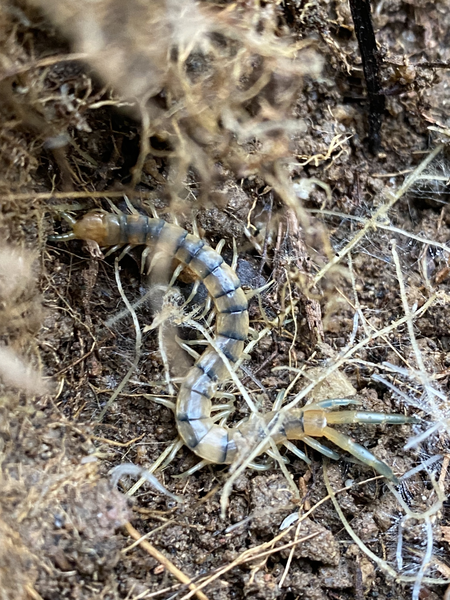 Scolopendra polymorpha Wood, 1861
