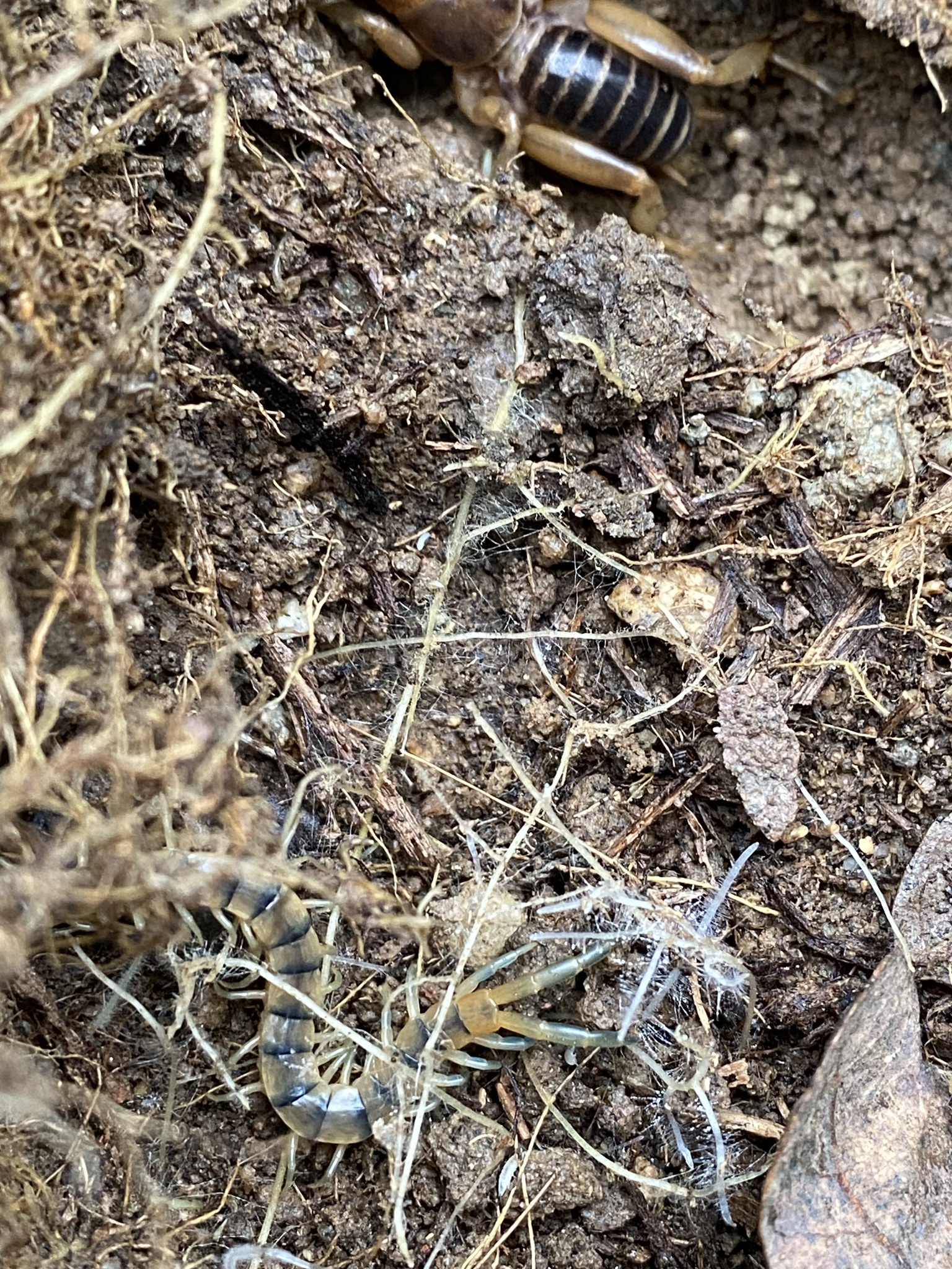 Scolopendra polymorpha Wood, 1861