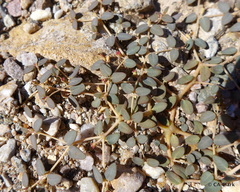 Euphorbia parishii