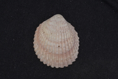 Vasticardium