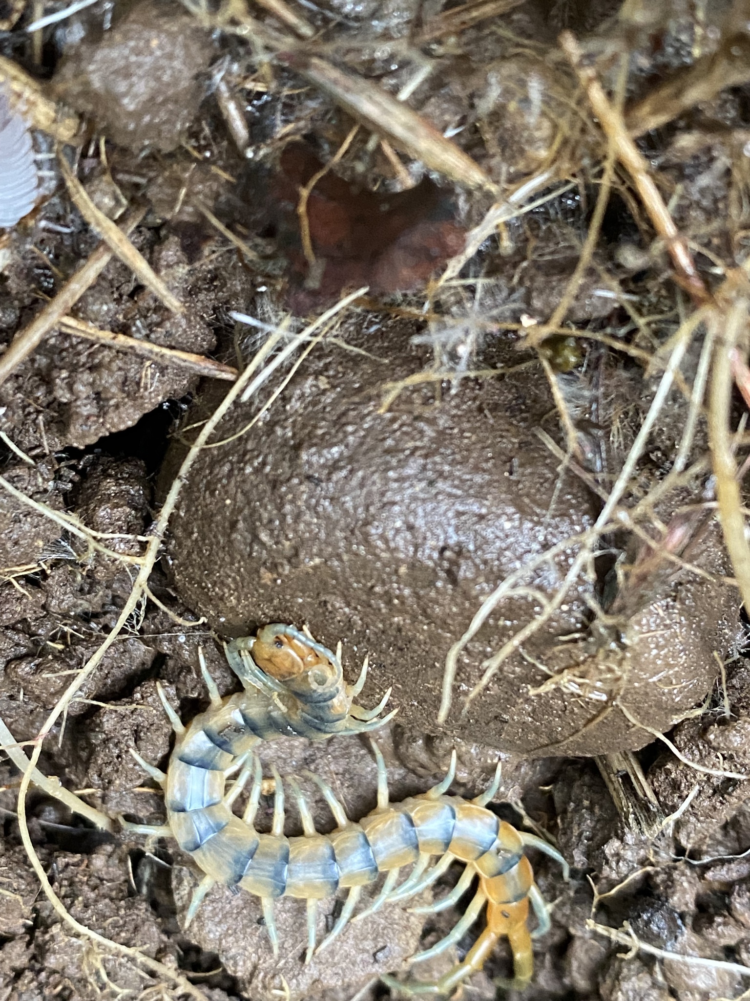 Scolopendra polymorpha Wood, 1861