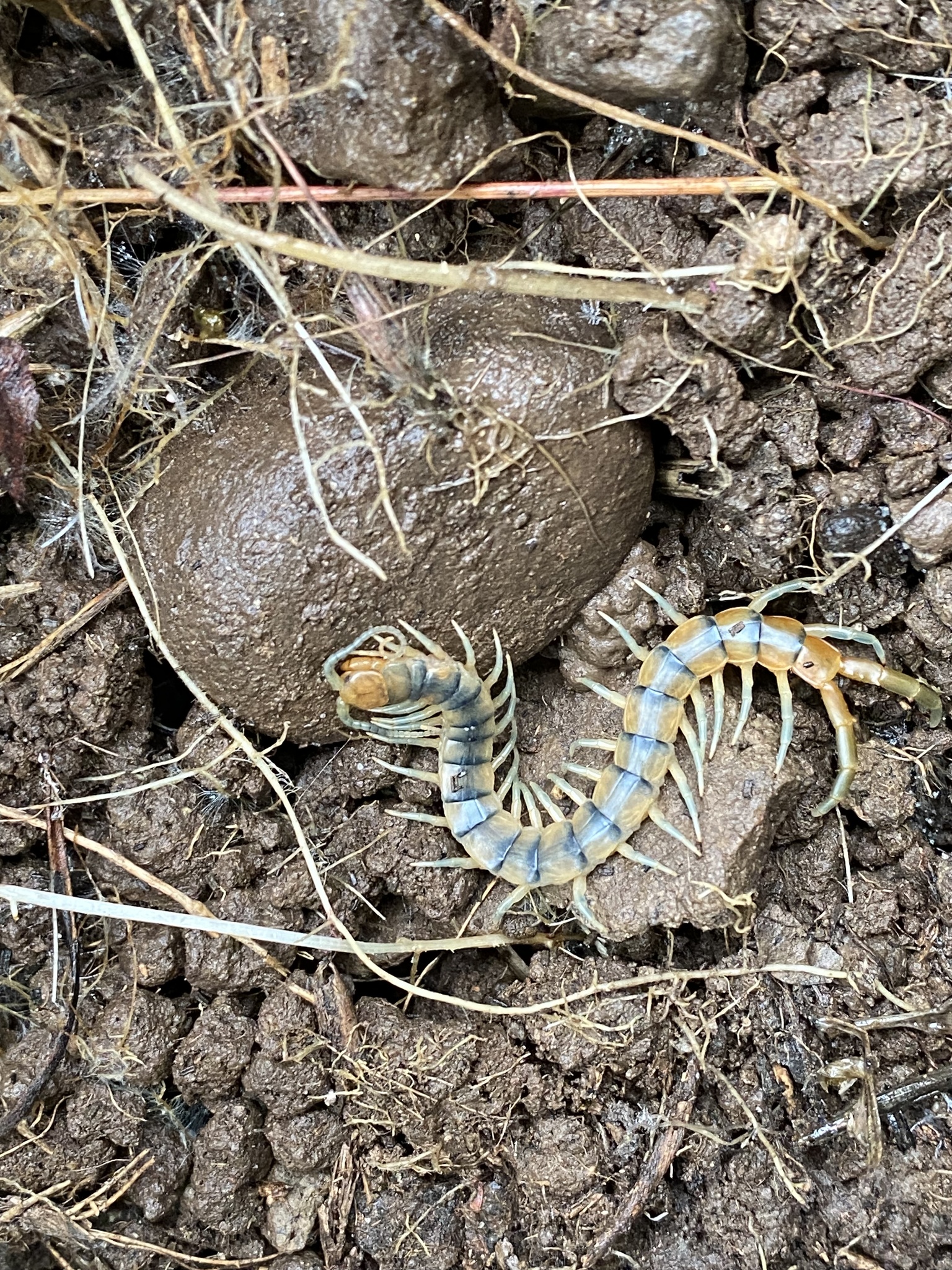 Scolopendra polymorpha Wood, 1861