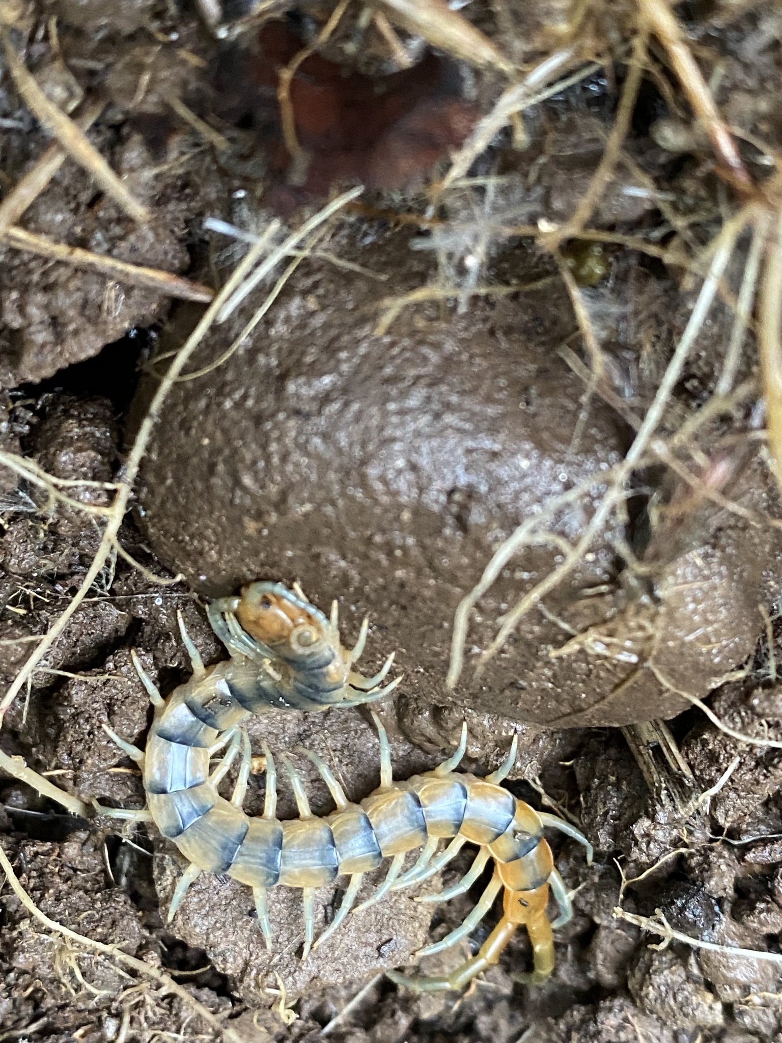 Scolopendra polymorpha Wood, 1861