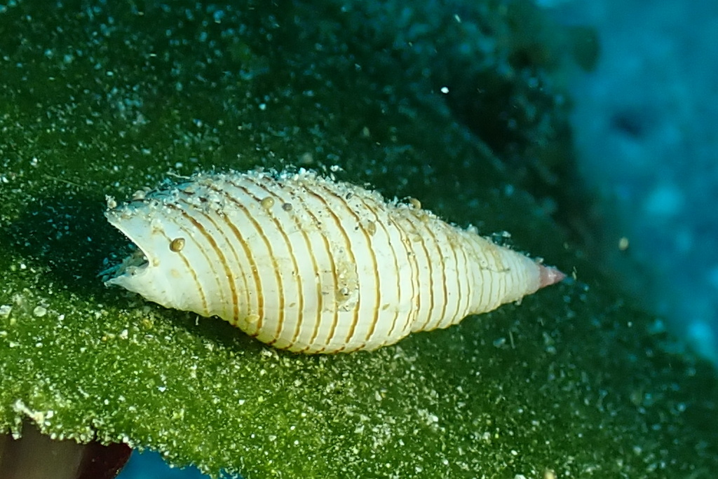 Domiporta granatina