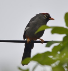 Pterorhinus mitratus