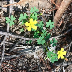 Oxalis radicosa