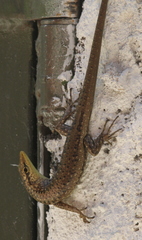 Lamprolepis smaragdina