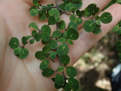 Coprosma parviflora