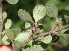 Coprosma parviflora