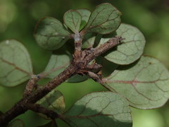 Coprosma parviflora