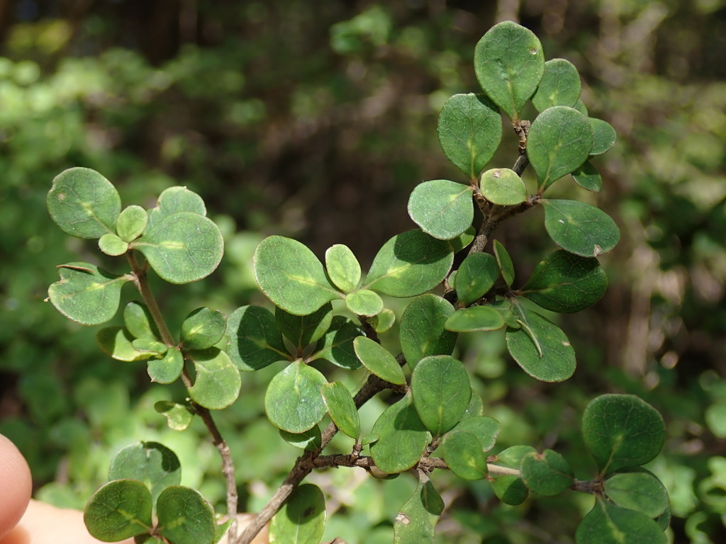 Coprosma parviflora