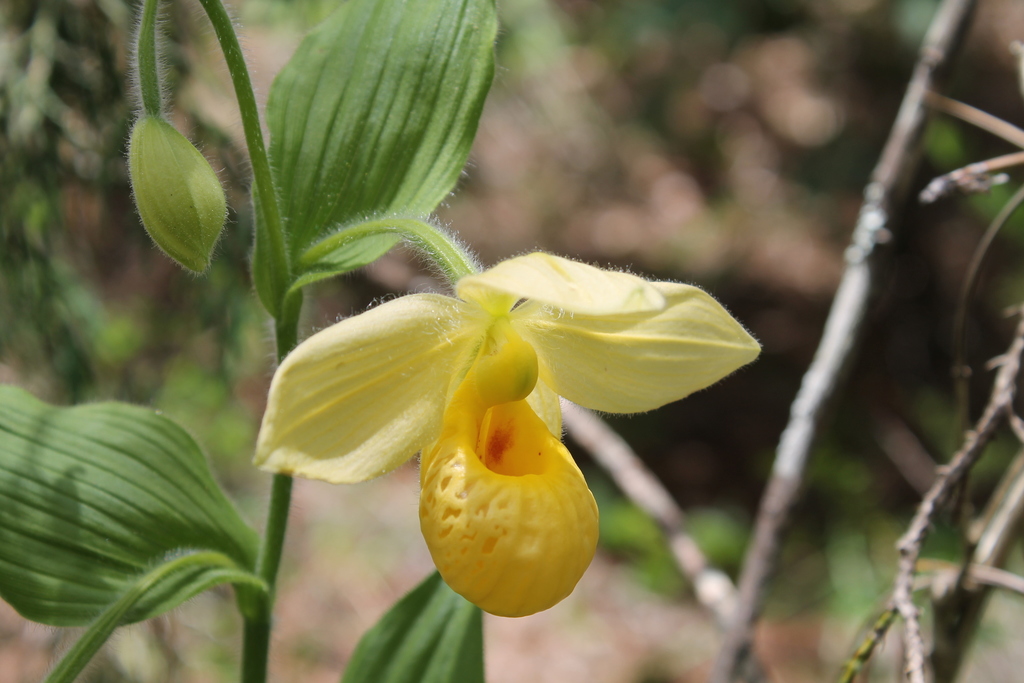 Cypripedium molle Lindl. 2