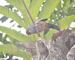 Pterorhinus mitratus