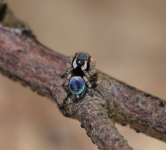 Maratus anomalus