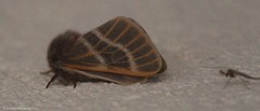 Hemileuca rubridorsa