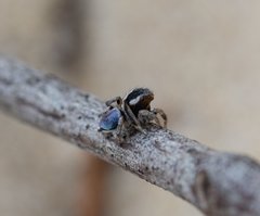 Maratus anomalus