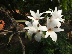 Dendrobium barbatulum