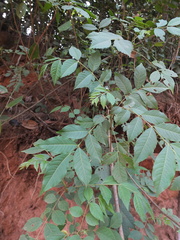 Cipadessa baccifera