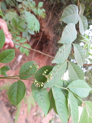 Cipadessa baccifera