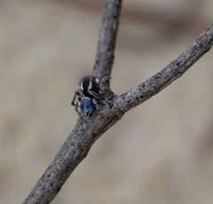 Maratus anomalus