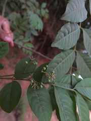 Cipadessa baccifera