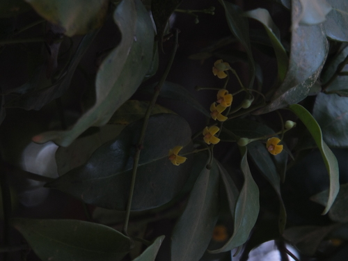 Gardneria ovata