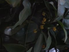 Gardneria ovata