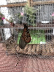 Acraea horta