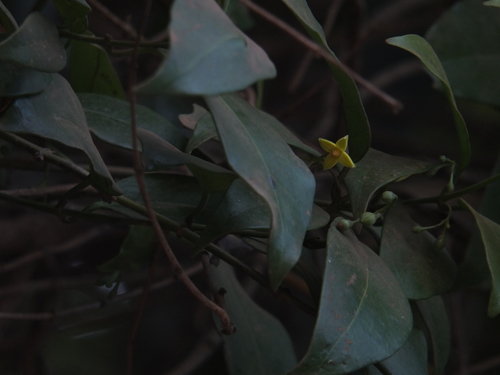 Gardneria ovata, photograph 1