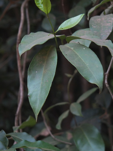 Gardneria ovata, photograph 2
