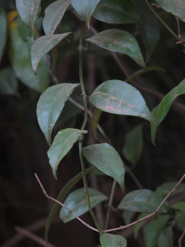 Gardneria ovata, photograph 3