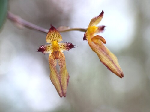 Omerandrum Orchid