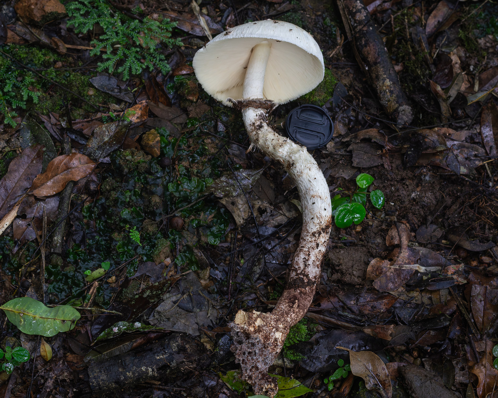 Leucocoprinus gongylophorus