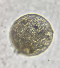 Thalassiosirales