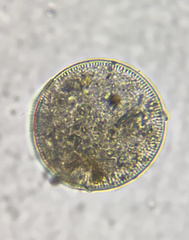 Thalassiosirales
