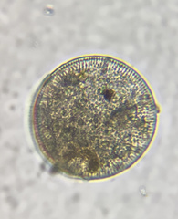 Thalassiosirales