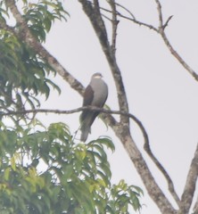 Ducula badia