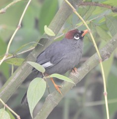 Pterorhinus mitratus