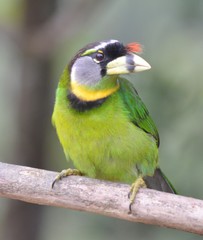 Psilopogon pyrolophus