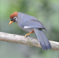 Pterorhinus mitratus