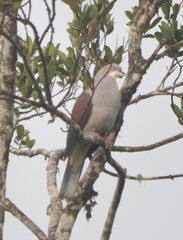 Ducula badia