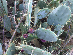 Opuntia anahuacensis