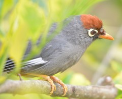 Pterorhinus mitratus