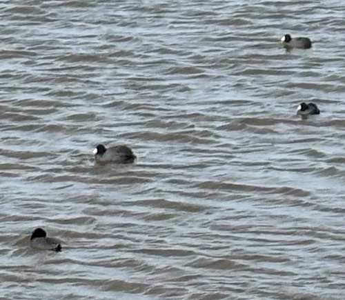 American Coot photographed in Oklahoma