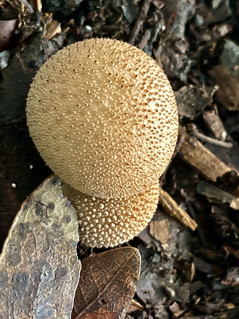 Lycoperdon perlatum · January 2026 · photo: © joqatana (iNaturalist, cc-by)