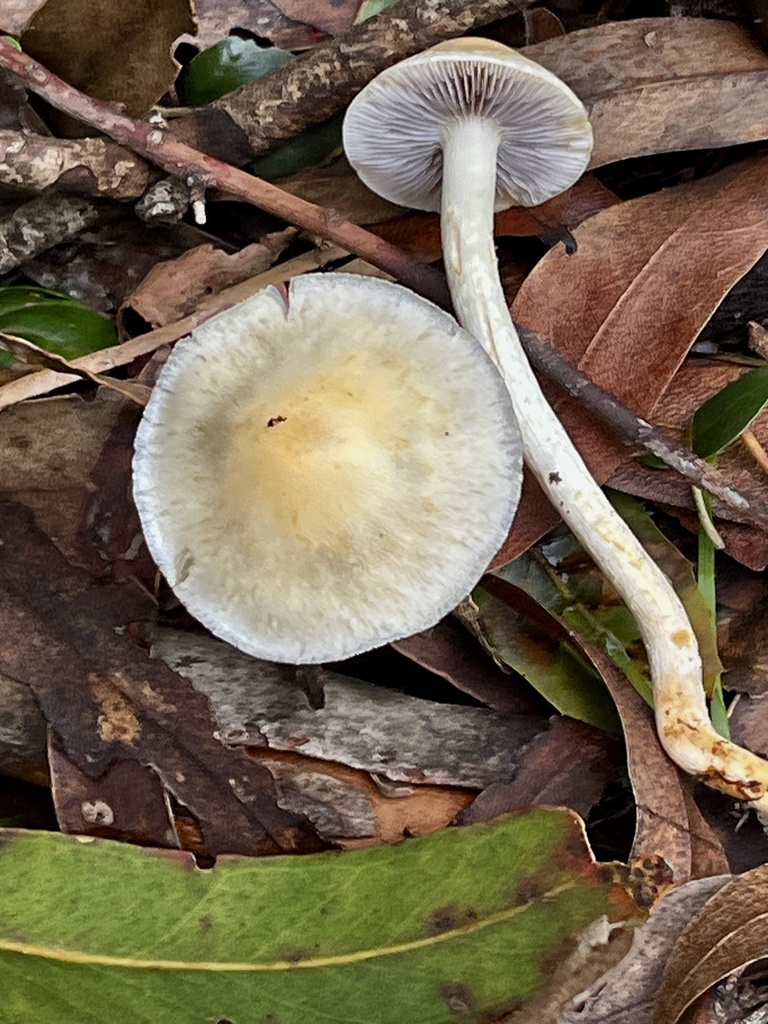 Leratiomyces percevalii · January 2026 · photo: © joqatana (iNaturalist, cc-by)