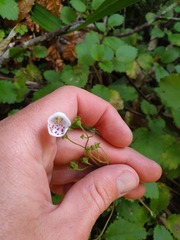 Jovellana sinclairii