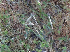 Bromus sterilis